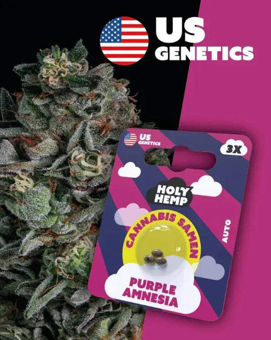 Purple Amnesia- Cannabis Samen (Cali Seeds) | Autoflower 20 - 25% THC